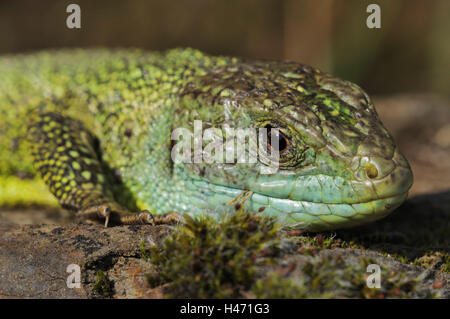 Smaragd Eidechse, Lacerta Viridis, Stockfoto