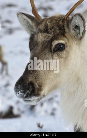 Rentier, Rangifer Tarandus, Nahaufnahme, Stockfoto