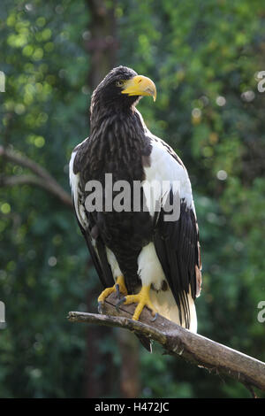 Riesigen See-Adler, Stockfoto