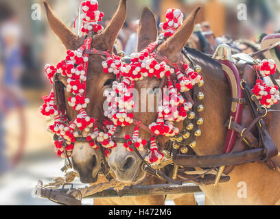 Feria Pferde Stockfoto
