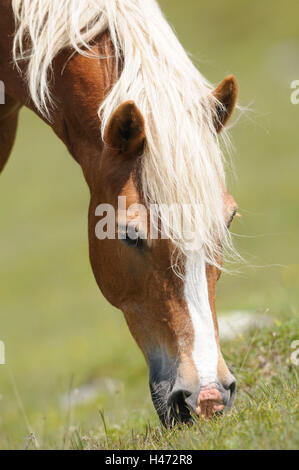 Inländische Hores, Equus Ferus Caballus, Porträt, frontal, Essen, Wiese, Blumen Stockfoto