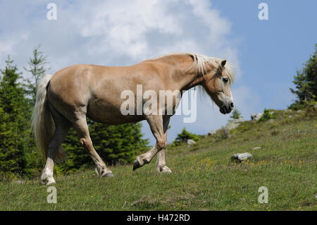 Inländische Hores, Equus Ferus Caballus, Seitenansicht, Go, Himmel, Landschaft, Stockfoto