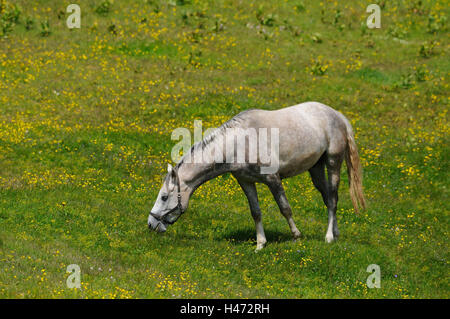 Inländische Hores, Equus Ferus Caballus, Ständer, Seitenansicht, Blumenwiese, Landschaft, Stockfoto