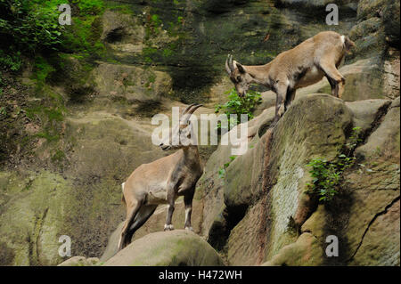 Alp Steinböcke, Capra Ibex, Weibchen, Ständer, Seitenansicht, Stockfoto