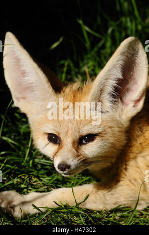 Fennek, Vulpes Zerda, Porträt, frontal, Stockfoto