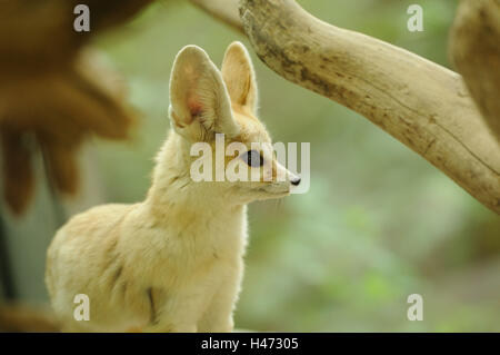 Fennec Fuchs Vulpes Zerda, Porträt, Seitenansicht, Stockfoto