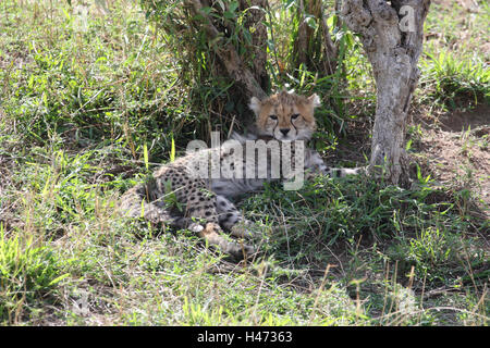 Gepard, liegt Jungtier im Schatten unter einem Baum, Stockfoto