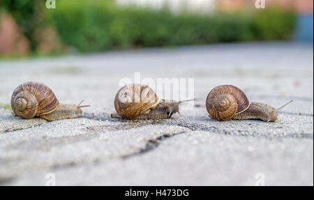 Drei Schnecken auf dem Asphalt. Stockfoto