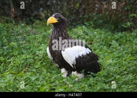 Riesigen See-Adler, Stockfoto