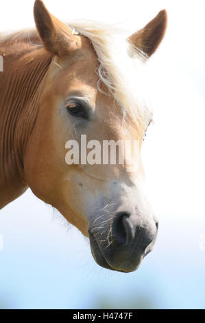 Inländische Hores, Equus Ferus Caballus, Porträt, Seitenansicht, Blick in die Kamera, Himmel, Stockfoto
