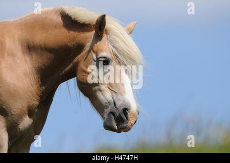 Inländische Hores, Equus Ferus Caballus, Porträt, Seitenansicht, Blick in die Kamera, Himmel, Stockfoto