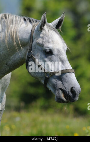 Inländische Hores, Equus Ferus Caballus, Porträt, Seitenansicht, Essen, Wiese, Blumen Stockfoto