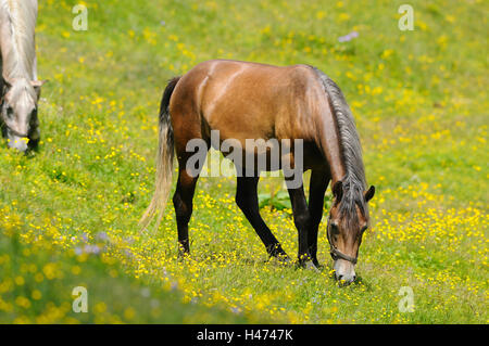 Inländische Pferd, Equus Ferus Caballus, stehend, Seitenansicht, Blumenwiese, Landschaft, Stockfoto