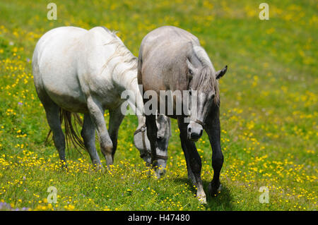 Hauspferde, Equus Ferus Caballus, frontal, gehen, Blumenwiese, Landschaft, Stockfoto