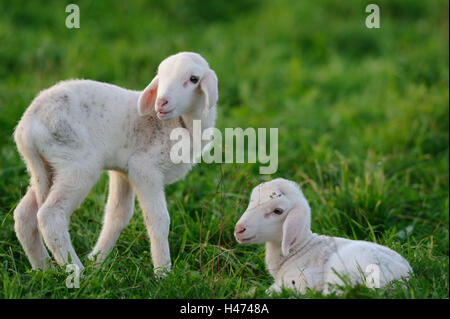 Hausschafe, Ovis Orientalis Aries, Lämmer, Seitenansicht, stehen, Stockfoto