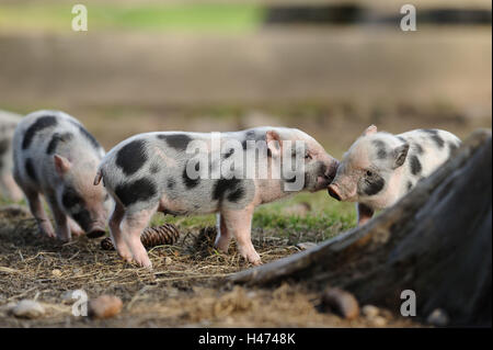 Dickbäuchige Schweine, Ferkel, Seitenansicht, kämpfen, Stockfoto