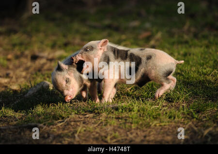 Vietnamesische hängenden Bauch Schweine, Ferkel, Seitenansicht, Kampf, Stockfoto