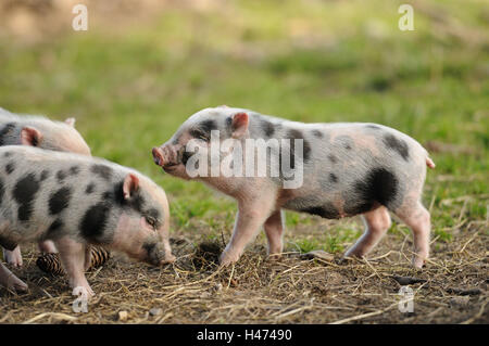 Vietnamesische hängenden Bauch Schweine, Ferkel, Seitenansicht, Kampf, Stockfoto
