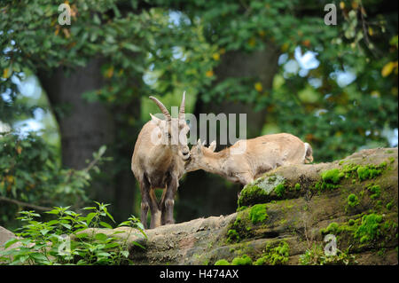 Alp Steinbock, Capra Ibex, Mutter mit Jungtier, stand, frontal Stockfoto