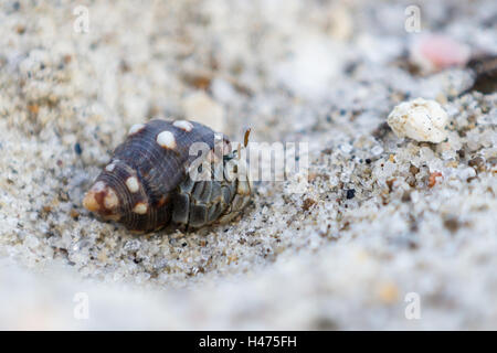 ein kleiner Einsiedlerkrebs in einem tropischen panamaischen Strand Nahaufnahme Stockfoto