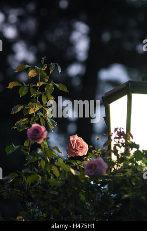 Stimmungsvolle Nachtaufnahme von Rosen durch eine Straßenlaterne mit weichen, dunklen Hintergrund Stockfoto