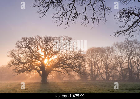Nebliger Morgen Sonnenaufgang hinter einer alten Eiche, Trundlebeer, Devon, England. Frühling (April) 2015. Stockfoto