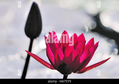 Indische Seerose, Nymphaea zeichnet Verfahren vor Gericht, Stockfoto