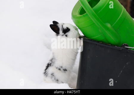 Haus-Kaninchen Oryctolagus Cuniculus Forma Domestica, Jungtier, Schnee, Winter, Seitenansicht, Stockfoto