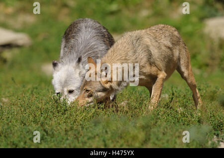 Eastern Timber Wolf, Canis Lupus LYKAON, Wiese, Vorderansicht, stehen, Deutschland, Stockfoto