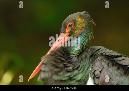 Schwarzstorch, Ciconia Nigra, Porträt, Seitenansicht, Stockfoto