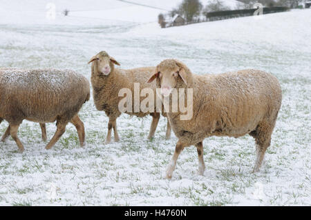 Hausschafe, Ovis Orientalis Aries, Wiese, Schnee, Winter, Seitenansicht, Stand, in der Kamera anzeigen Stockfoto