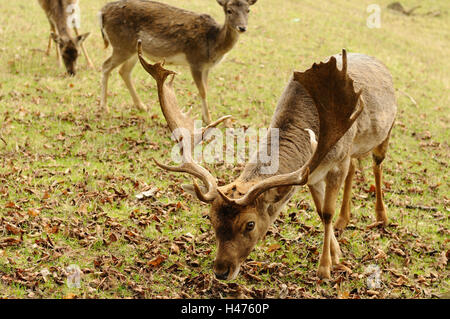 Damwild, Cervus Dama, Männlich, Landschaft, Vorderansicht, stehend, Essen, Rasen, Deutschland, Stockfoto