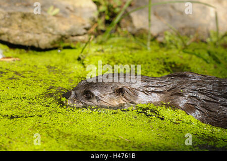 Europäischen Fischotter Lutra Lutra, halbe Porträt, Wasser, Seitenansicht, Schwimmen, Stockfoto