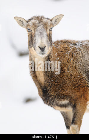 Europäischer Mufflon Ovis Orientalis Musimon, Weibchen, halbe Porträt, frontal, Blick in die Kamera, Stockfoto