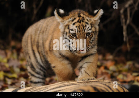 Sibirische Tiger, Panthera Tigris Altaica, Jungtier, Vorderansicht, laufen, Stockfoto