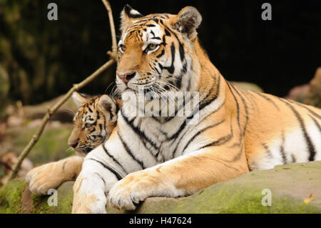 Sibirische Tiger, Panthera Tigris Altaica, Mutter mit Jungtier, Rock, Seitenansicht, liegen, Stockfoto