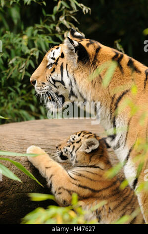 Sibirische Tiger, Panthera Tigris Altaica, Mutter mit jungen Tier, Seitenansicht, Stockfoto