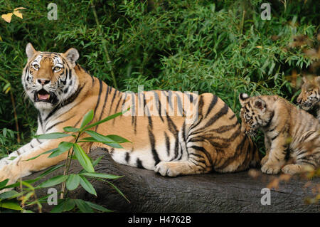 Sibirische Tiger, Panthera Tigris Altaica, Mutter mit jungen Tier, Seitenansicht, Blick in die Kamera, Stockfoto