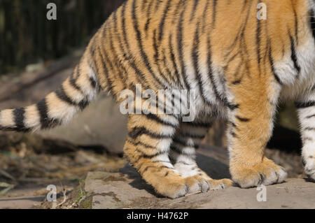 Sibirische Tiger, Panthera Tigris Altaica, Füße, Bauch, Detail, Seitenansicht, Ständer, Stockfoto