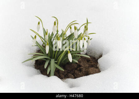 Schneeglöckchen im Schnee, Galanthus nivalis Stockfoto