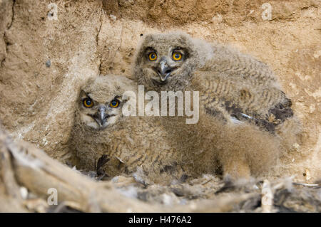 zwei Uhus, Jungvögel im Nest, Bubo Bubo, Stockfoto