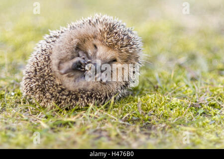 zusammengerollter Igel auf Wiese, Erinaceus Europaeus, Stockfoto