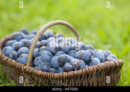 Frisch gepflückt Weidenkorb voller Pflaumen, Stockfoto