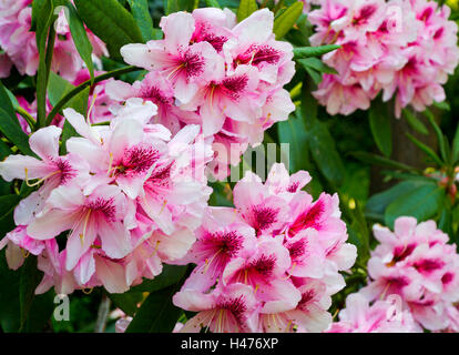 Rosa Rhododendron Blüten wachsen in einem Garten im Frühsommer eine Gattung von vielen Arten von Gehölzen in der Familie Ericaceae. Stockfoto