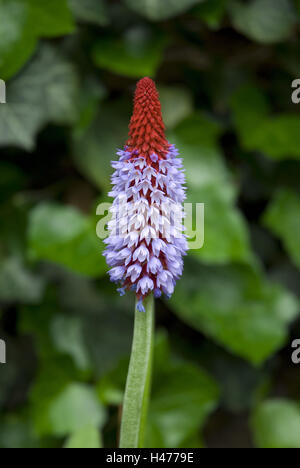 Orchideen Primel, Primula Vialii, Blüte, Stockfoto