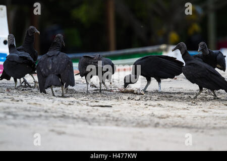 schwarze Geier ernähren sich ein Fisch in der Nähe von einem kleinen Fischerdorf in der pazifischen Küste von Panama Stockfoto