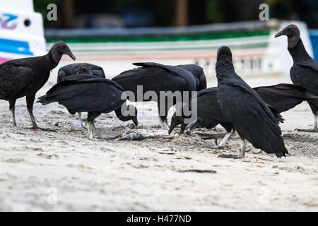 schwarze Geier ernähren sich ein Fisch in der Nähe von einem kleinen Fischerdorf in der pazifischen Küste von Panama Stockfoto