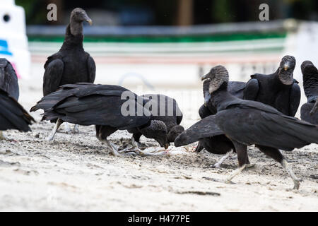 schwarze Geier ernähren sich ein Fisch in der Nähe von einem kleinen Fischerdorf in der pazifischen Küste von Panama Stockfoto