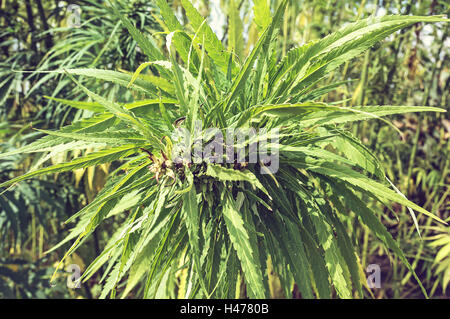 Industrielle Marihuana Hanf im Bereich hautnah. Selektiven Fokus. Stockfoto