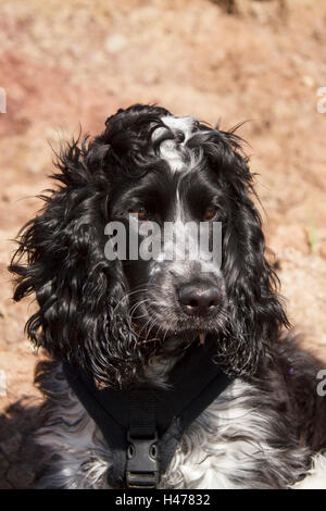 Englischer cocker Spaniel in der Sonne Stockfoto